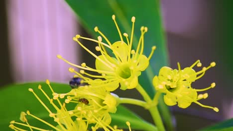 Australian-black-bee-hovers-and-returns-to-a-yellow-flower-near-a-brown-beetle