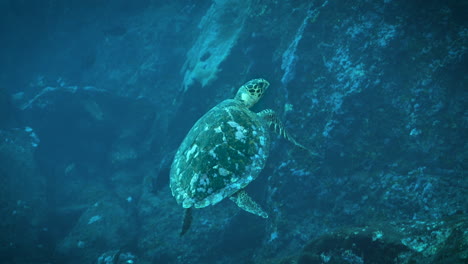 Tauchen-Mit-Einer-Meeresschildkröte