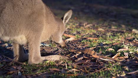 Baby-Wallaby-Grast-Morgens-Im-Australischen-Outback