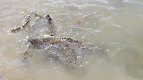 This-is-a-video-of-carp-feeding-in-slow-motion-at-the-Lynn-Creek-Marina-on-Joe-Pool-Lake-in-Texas