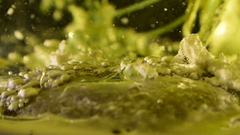 alien-botany-plant-bottom-oozing-with-with-bubbles-and-debris-movement-60fps