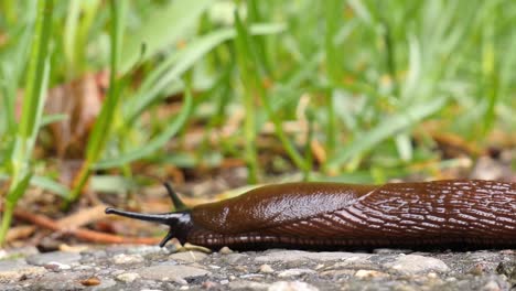 A-brown-slug-creeps-from-the-right-side-over-a-gravel-road-and-exits-on-the-left-side,-macro-shot,-extremely-fast,-time-lapse-shot