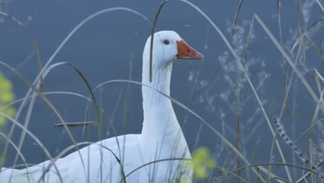 A-white-pilgrim-goose-at-the-shore-of-a-river-between-plants
