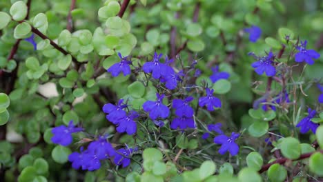 Slow-pan-of-spekboom-succulent-plant-and-purple-flowers
