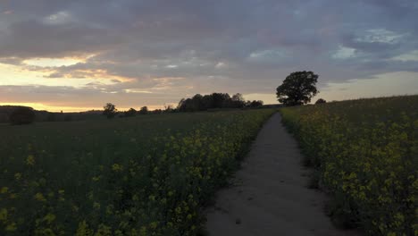 Walking-slowly-through-a-stunning-field-of-yellow-Rapeseed-at-sunset-in-the-English-countryside-near-Leamington-Spa,-England,-UK