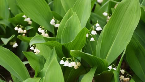 Lily-of-the-valley-growing-up-in-forestry-area