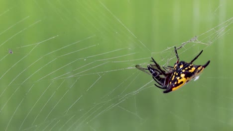 Spiny-orb-weaver-spider-wraps-prey-in-silk,-yellow-and-black-Christmas-spider