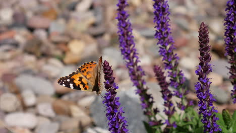 A-painted-lady-butterfly-feeding-on-nectar-and-pollinating-purple-flowers-during-spring-bloom