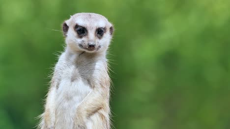Meerkat-stands-upright-and-watches-the-sky-and-the-environment-for-natural-predators