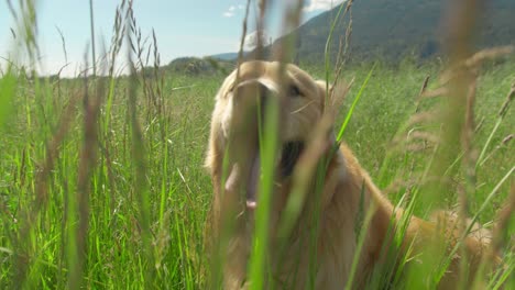 Golden-retriever-dog-stands-in-a-field-of-tall-grass-beside-a-country-road,-and-then-begins-exploring