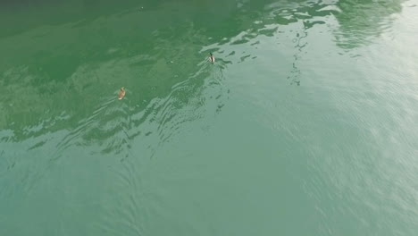 Aerial-view-of-little-ducks-swimming-river-in-Ljubljana,-Slovenia