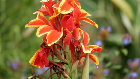 Dahlia,-April-Fireglow-flower