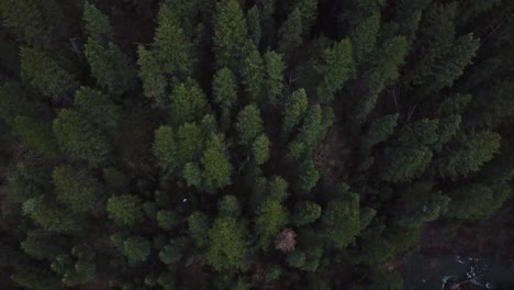 Cinematic-drone-Shot-directly-above-hundreds-of-green-pine-trees-high-up-in-the-Rocky-Mountains