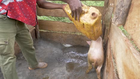 African-man-pouring-water-on-a-tired-and-hot-pig-in-a-pig-sty-in-rural-Africa