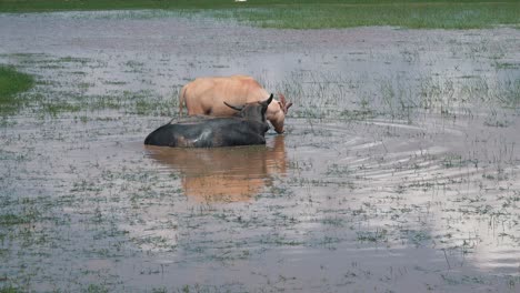 Two-Water-Buffalo-in-a-Water-Hole