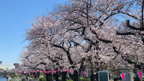 Kirschblüten-Entlang-Des-Sumida-Flusses-Mit-Japanischer-Papierlampe-Im-Sumida-Park