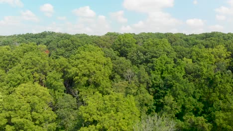 Un-Dosel-De-árboles-De-Un-Bosque-Verde-Y-Exuberante-Bajo-Un-Cielo-Nublado-Azul-Vuelo-Derecho-De-Un-Dron-4k