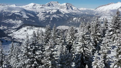 Aerial-shot-flying-over-a-snow-covered-pine-forest-with-a-mountain-background,-before-panning-down-onto-the-forest-below