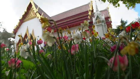 Zoomen-Sie-Durch-Ein-Tulpen--Und-Narzissenblumenfeld,-Das-Einen-Herrlichen-Blick-Auf-Einen-Versteckten-Thailändischen-Buddhistischen-Tempel-Freigibt