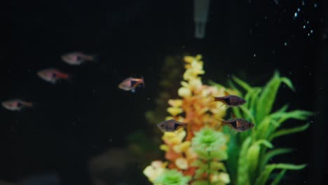 School-of-fish-swimming-in-slow-motion-in-a-home-aquarium