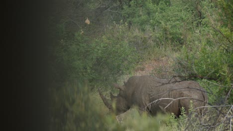 Rinoceronte-En-El-Parque-Nacional-Pilanesberg-En-Sudáfrica