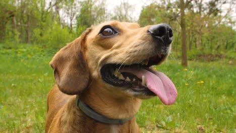 Happy-dachshund-smiling-and-looking-above-the-camera-with-its-tongue-lolling-out-of-his-mouth,-then-running-out-of-the-scene---180-fps-slow-motion