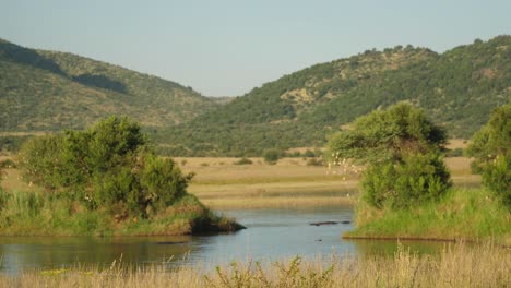 Hipopótamo-Bajo-El-Agua-En-El-Parque-Nacional-Pilanesberg-En-Sudáfrica