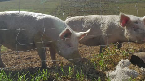 Two-free-range-pigs-eating-grass-next-to-wired-fence