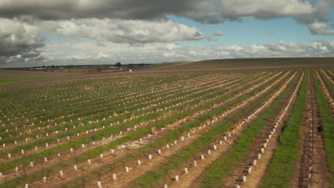 Aerial-Tracking-shot-of-grape-wine-vineyards-on-a-cloudy-day-in-Livermore-California
