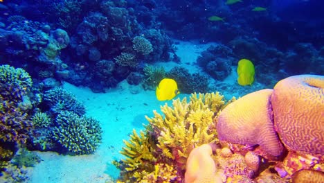 Yellow-fish-on-the-coral-reef