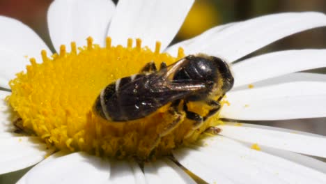 Makroaufnahme-Einer-Biene,-Die-In-Zeitlupe-Nektar-Aus-Einer-Gänseblümchenblume-Saugt-Und-Davonfliegt,-Während-Der-Wind-Weht