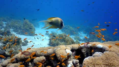 Schleuderfische-Schwimmen-Im-Wunderschönen-Korallenriff