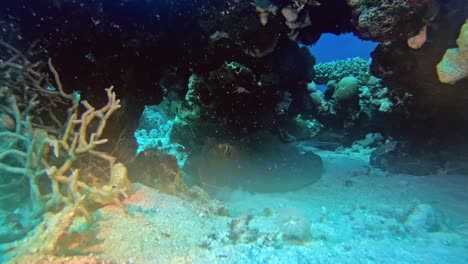 Ein-Rochen,-Der-Sich-Vor-Den-Menschen-Unter-Dem-Korallenrifffelsen-Versteckt