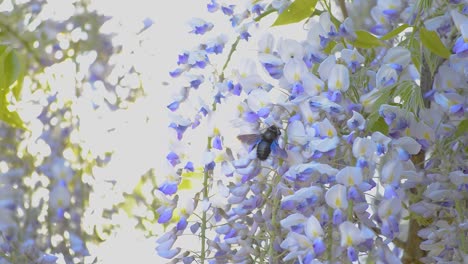 Big-black-carpenter-bee-flying-from-flower-to-flower-on-a-purple-wisteria-tree-on-a-bright-sunny-day