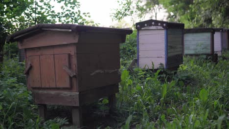 An-old-apiary-located-in-the-forest-between-tall-trees-and-high-green-grass