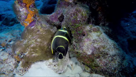 Schwarze-Und-Gelbe-Tropische-Fische-Am-Grund-Des-Riffs