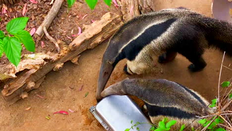 Hungry-giant-anteaters-of-San-Diego-Zoo
