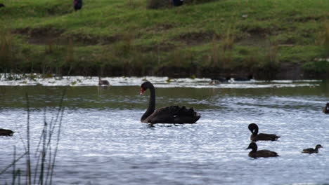 Cisne-Negro-Flotando-En-Un-Lago-Da-Un-Batido-De-Plumas