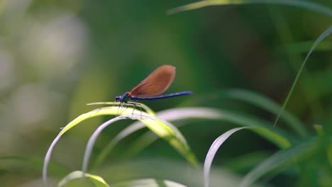 Close-up-of-a-blue-golden-dragonfly-perched-on-reed,-Ebony-Jewelwing-spreading-wings-in-slowmotion