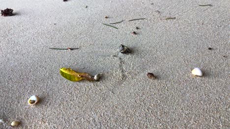 Tiny-hermit-crabs-in-seashells-running-around-the-Green-Bowl-beach-in-Uluwatu-Bali-Indonesia