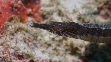 A-video-of-a-Pipefish-in-a-ocean-current-filmed-while-scuba-diving-on-a-tropical-reef