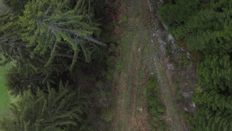 Aerial-topdown-view-of-a-forest-trail,-camera-moving-along-the-trail