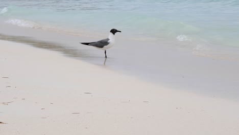 Blackheaded-gull-standing-on-the-shore-and-picking-the-sand-in-slow-motion