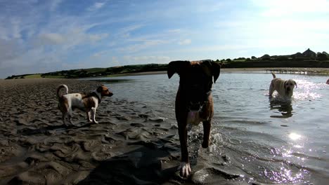 Dogs-playing-in-water,-low-angle-and-close-up