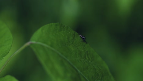 Tiny-Black-Spider-makes-a-leap-from-one-leaf-to-another