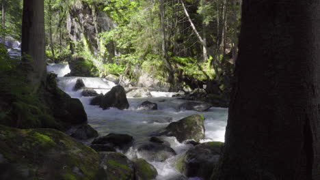 Stream-in-a-forest-in-the-Italian-Alps-in-summer