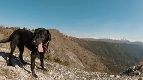 Black-labrador-dog-on-a-mountain-with-snowy-peaks-in-the-background