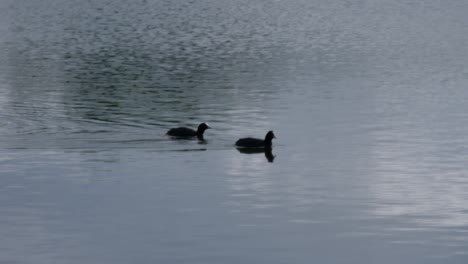 Two-common-coots-moving-in-a-lake-towards-right