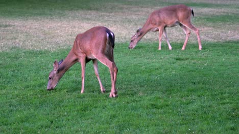 Ciervos-Pastando-En-La-Hierba-Por-El-Lago-Shasta,-California