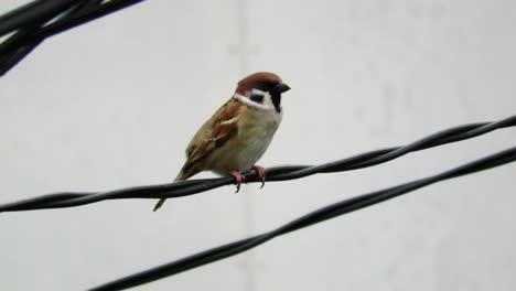 Tree-sparrow-sits-on-a-cable-as-it-goes-about-its-daily-foraging-routine
